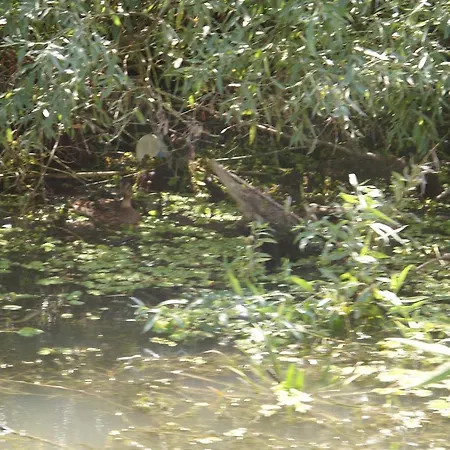 Casa Oana بيت ضيافة سولينا